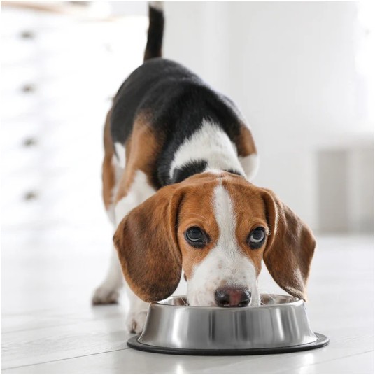 Kurczak z dynią 500G- PIES KARMA-Adult Dog liofilizowana karma pełnoporcjowa